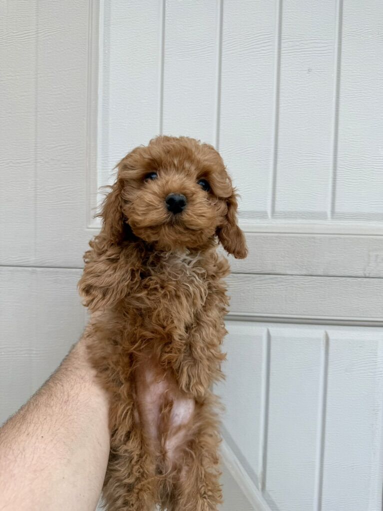 F1b Micro Cavapoos!!