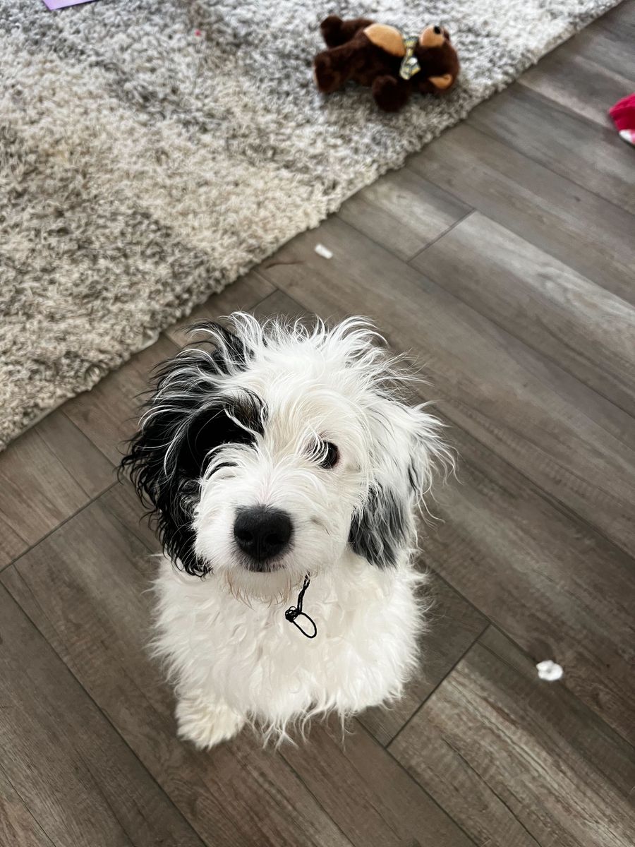 Mini Bernedoodle 4 years old "Cru"