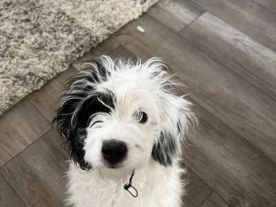 Mini Bernedoodle 4 years old "Cru"