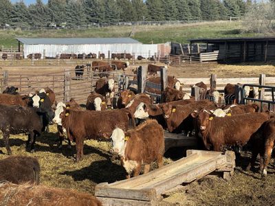 20 Hereford Heifers