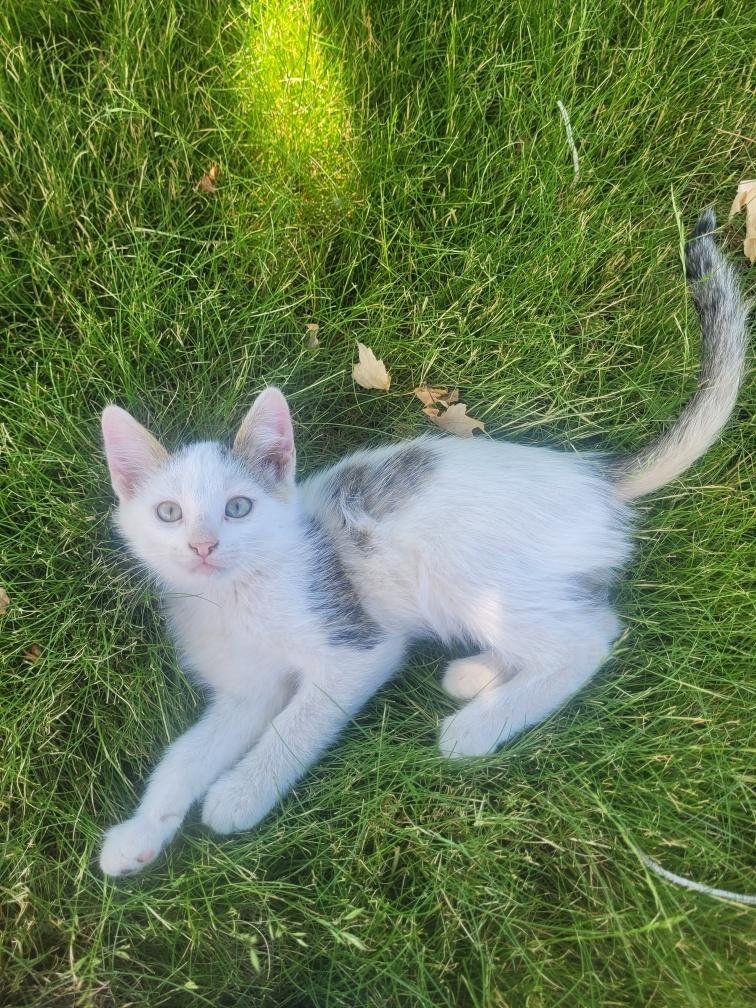 adorable kittens