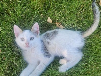 adorable kittens