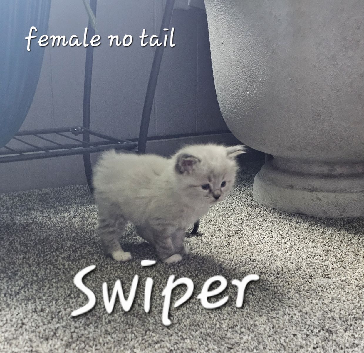 Manx kittens