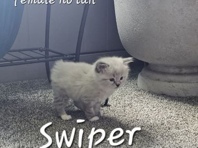 Manx kittens