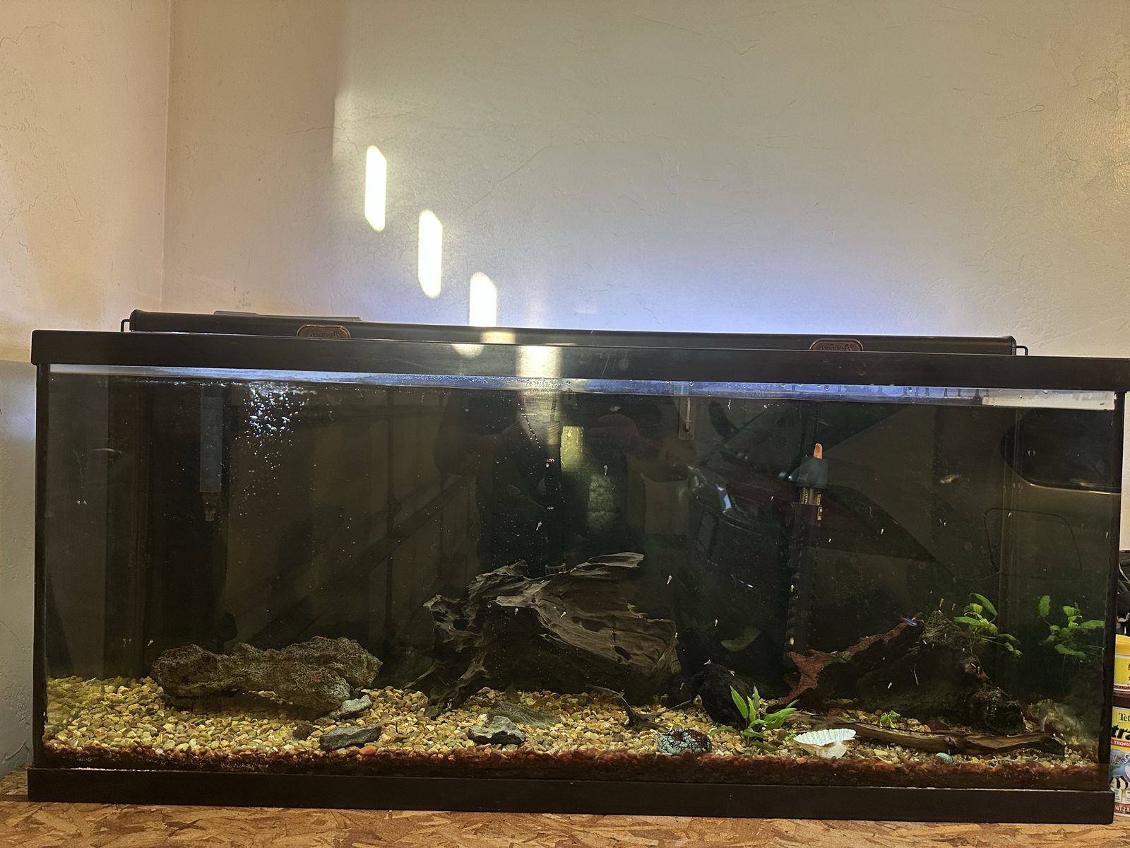 55 gallon fish tank