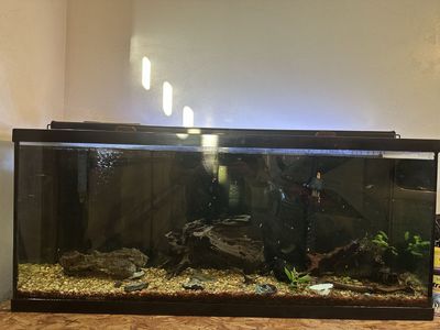 55 gallon fish tank