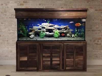 ISO: 125gal+ Fish Tank and for the fish going into the tank if curios Cichlids, Bichers, Jewels Catfish (pic is for wanted tank)