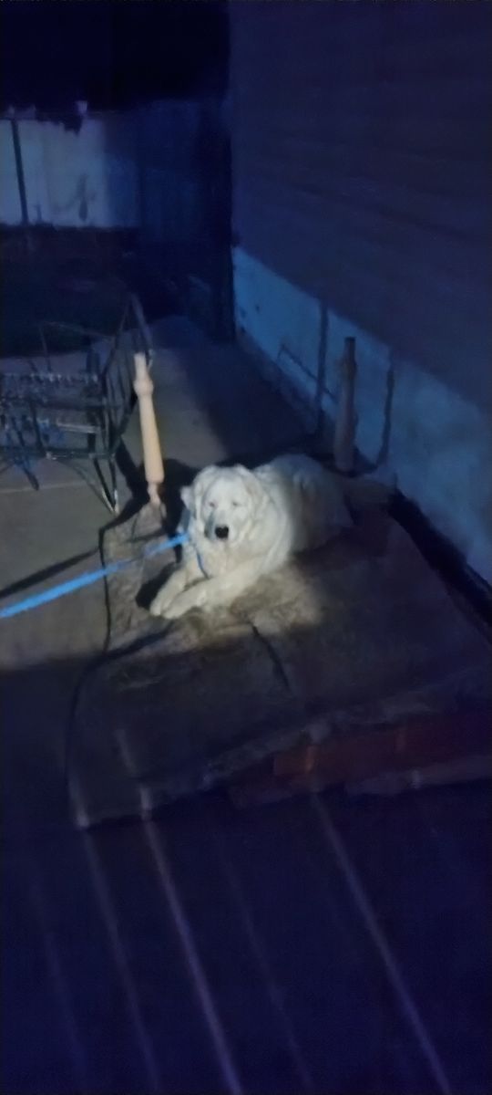 Mom and daughter Dogs