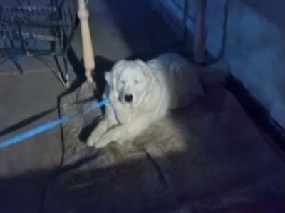 Mom and daughter Dogs