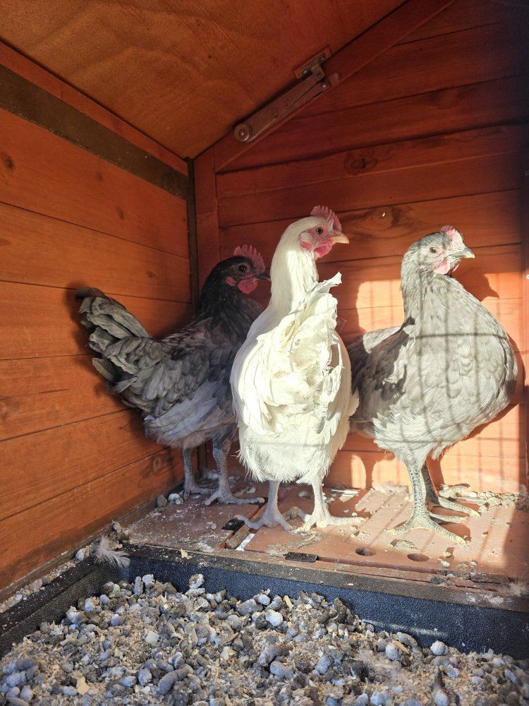 3 Silverrudd. Blue cockerels *rare breed*