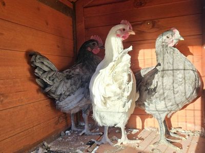 3 Silverrudd. Blue cockerels *rare breed*