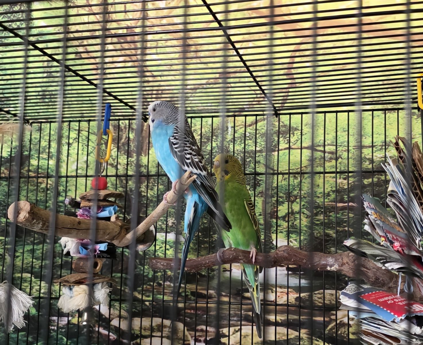 Parakeets Male & Female w/cage