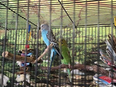 Parakeets Male & Female w/cage
