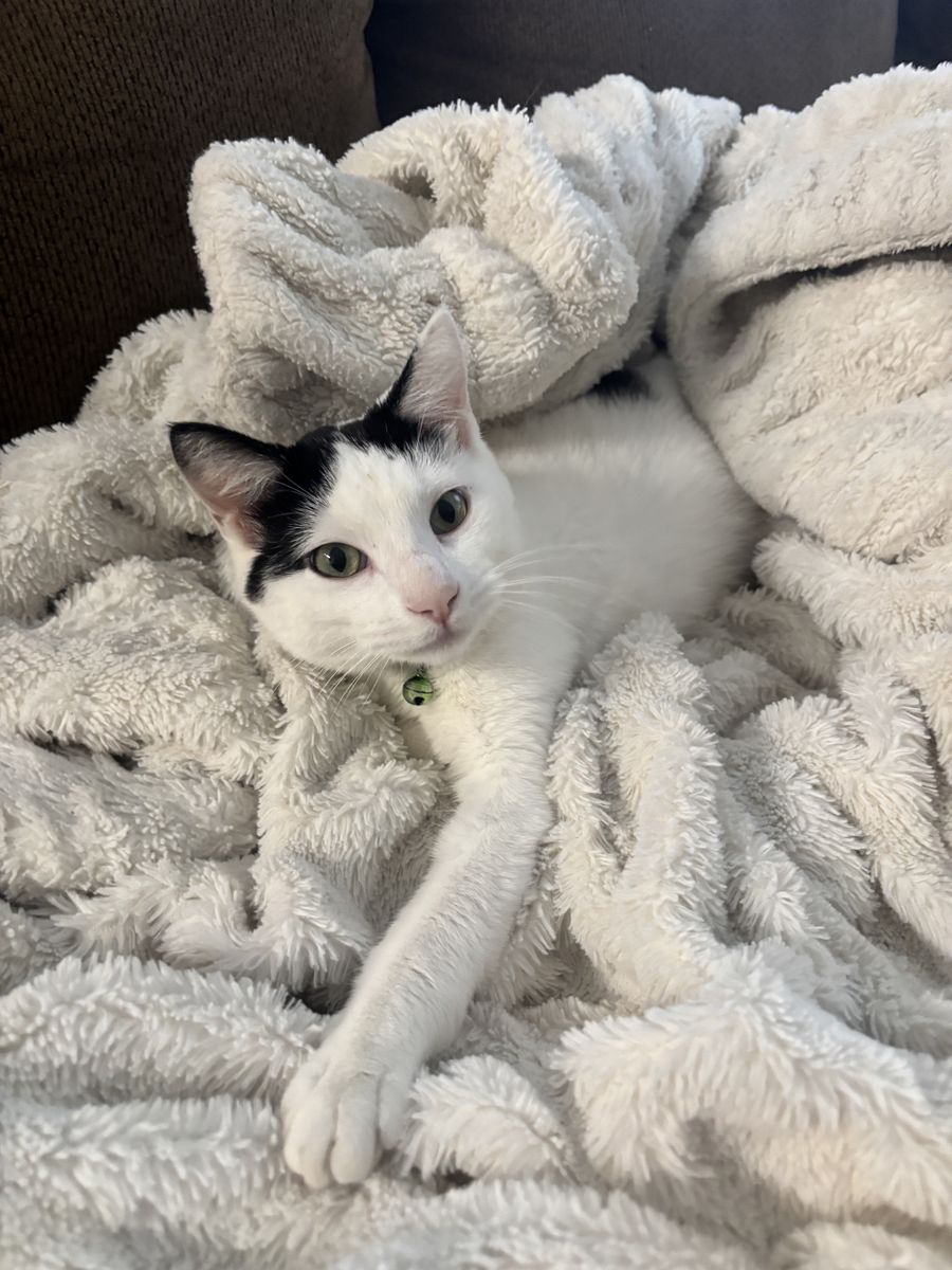 I need a new home! Adopt me for free, I come with everything I need!