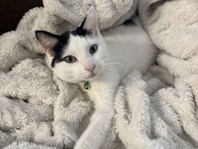I need a new home! Adopt me for free, I come with everything I need!