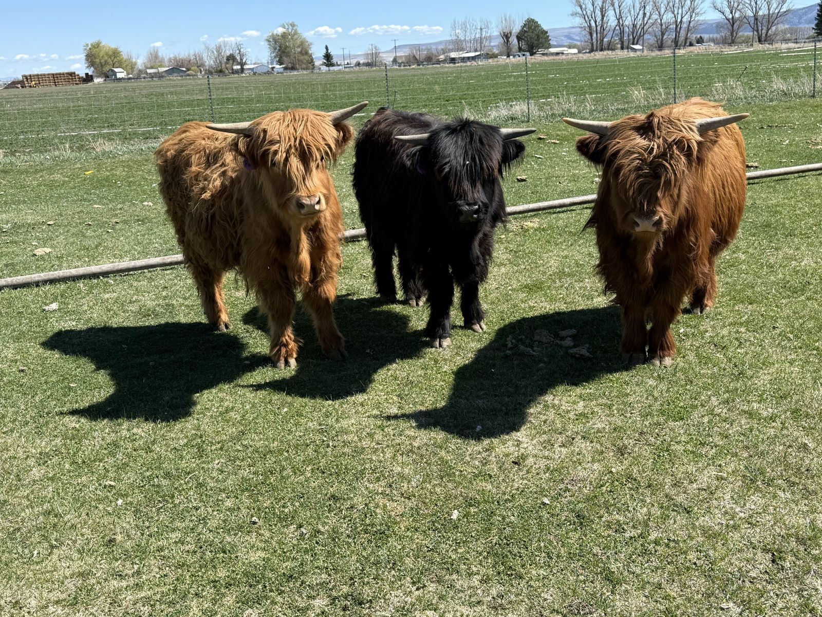 Mini Highland Steers