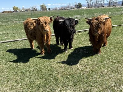 Mini Highland Steers