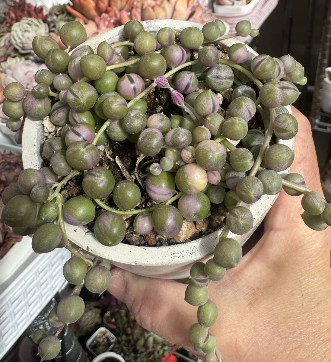 Real succulents variegated string of pearls in concrete planter
