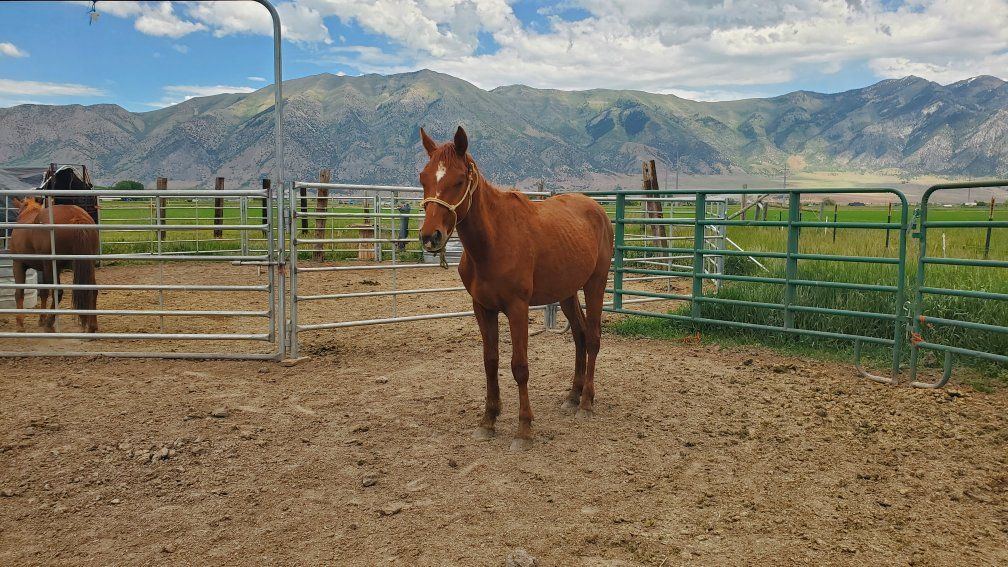 2 Yr old Grade Gelding Q horse