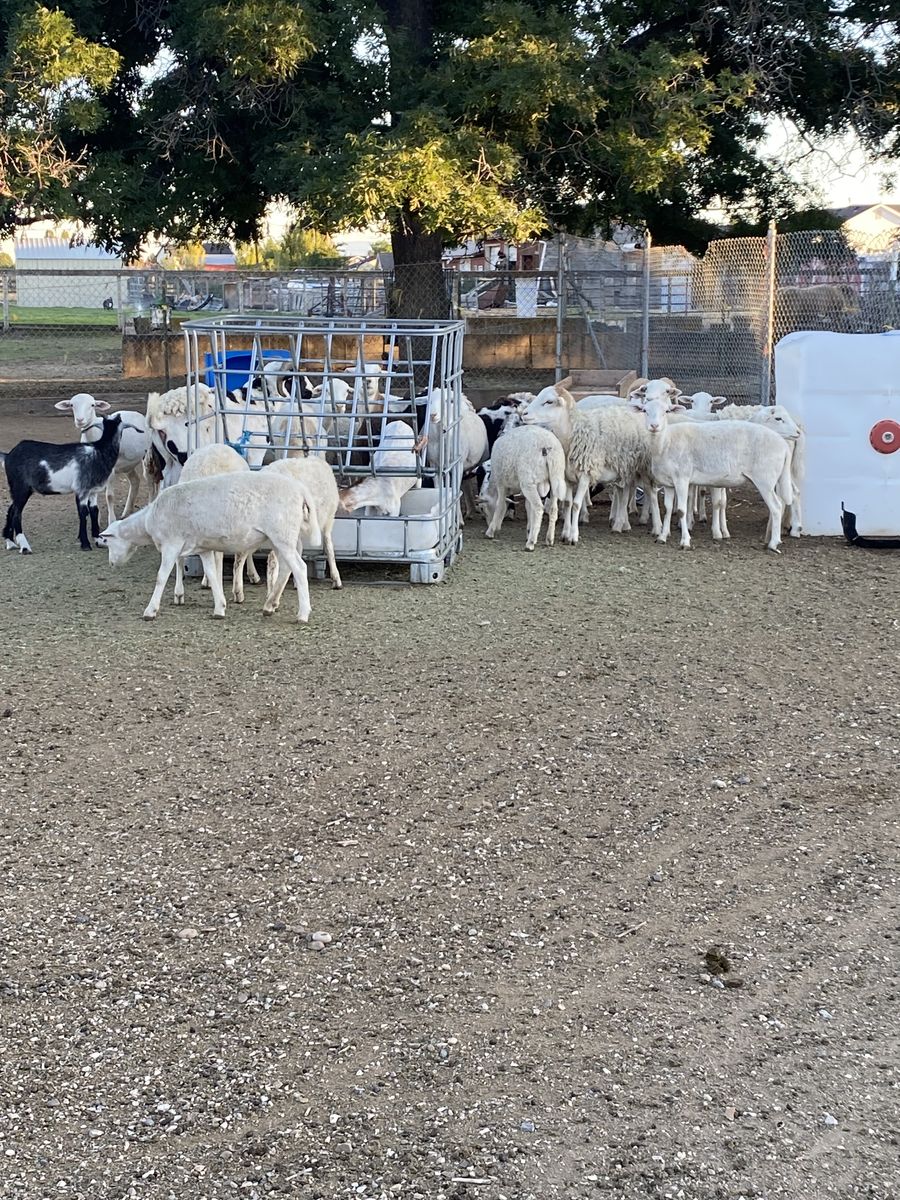 Sheep/Goats for Sale PRICES VARIES NOT 1234 need to CALL OR TEXT the number for PRICES