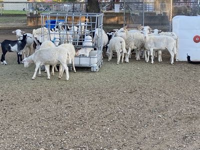 Sheep/Goats for Sale PRICES VARIES NOT 1234 need to CALL OR TEXT the number for PRICES
