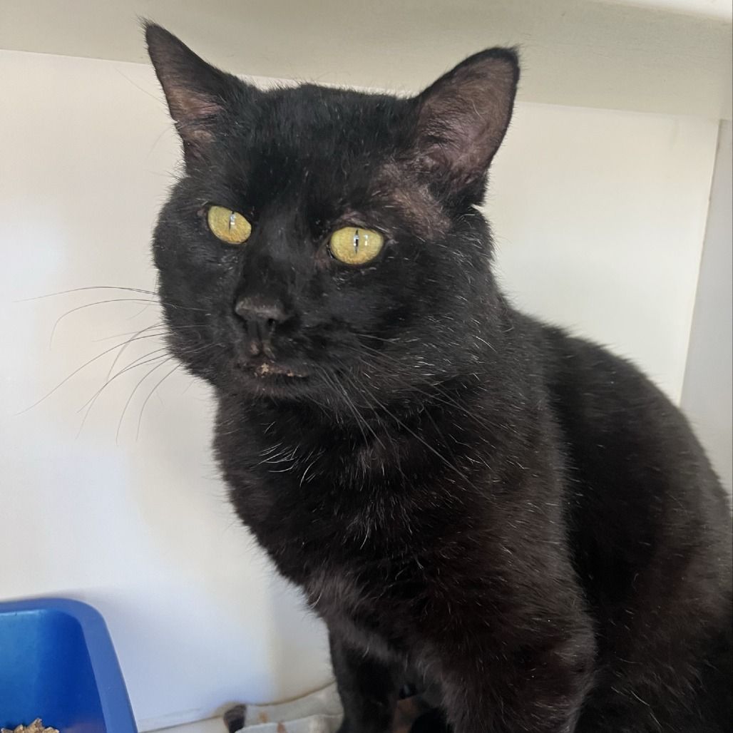 Hello my name is Morpheus