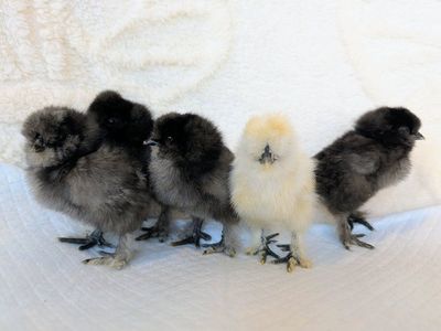 Baby Silkie Chicks (Blue/Black/Splash Silkies))