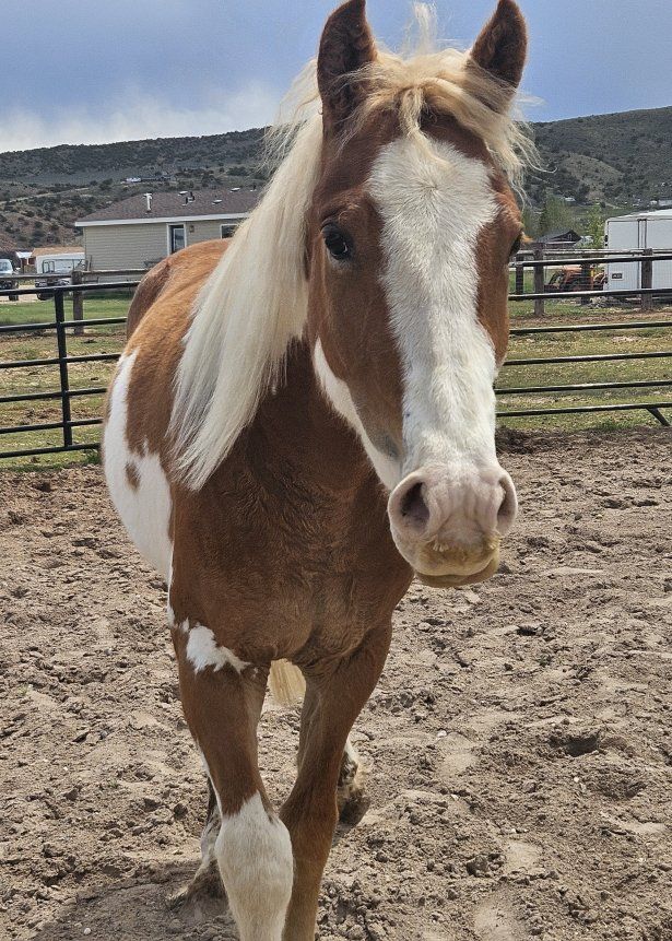 4 Year Old Gelding