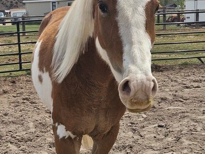 4 Year Old Gelding
