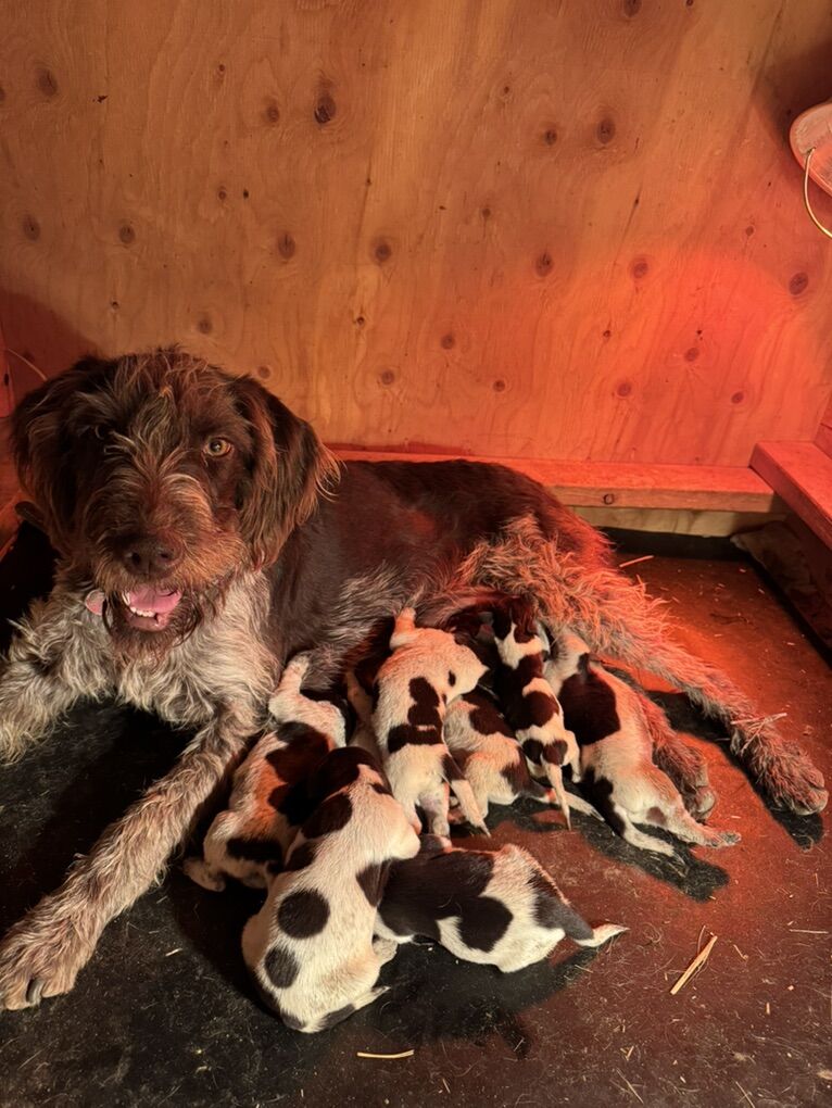 German Wirehair Pointer Puppies