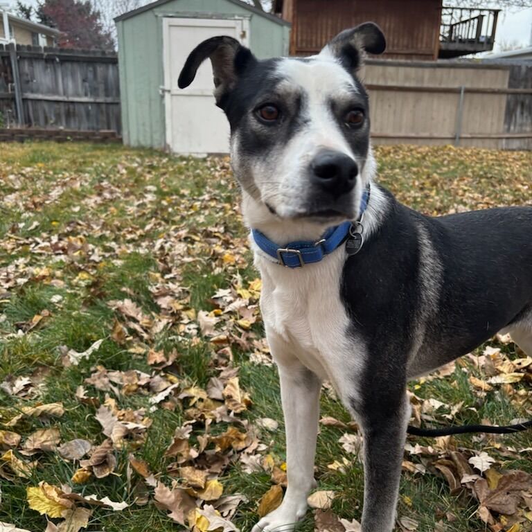 Hello my name is Thaddeus