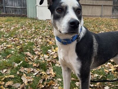 Hello my name is Thaddeus