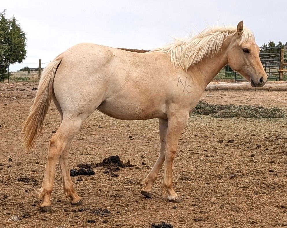 2025 Palomino Dun Roan AQHA yearling gelding