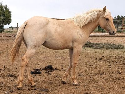 2025 Palomino Dun Roan AQHA yearling gelding