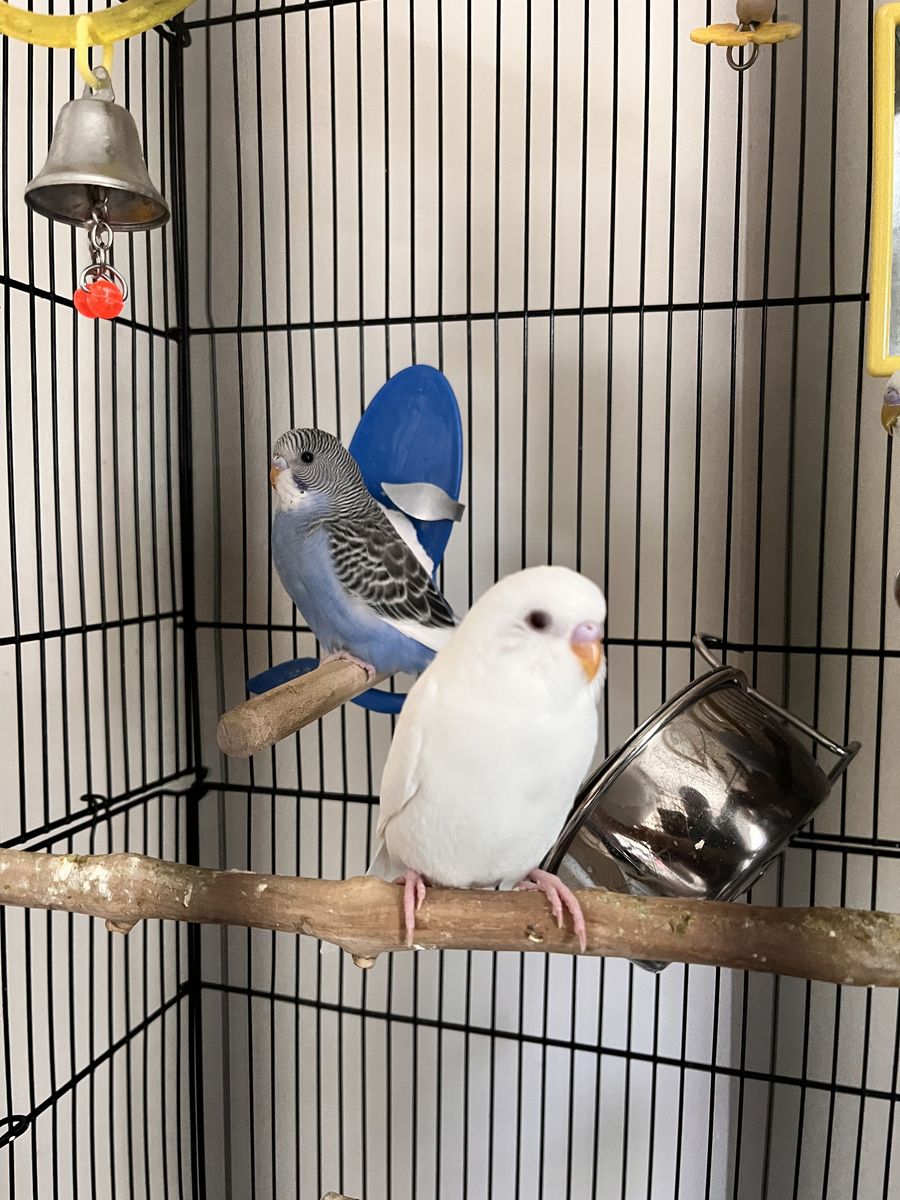2 Baby birds Parakeet, budgie (brother and sister), 1.5 Months old , No Cage