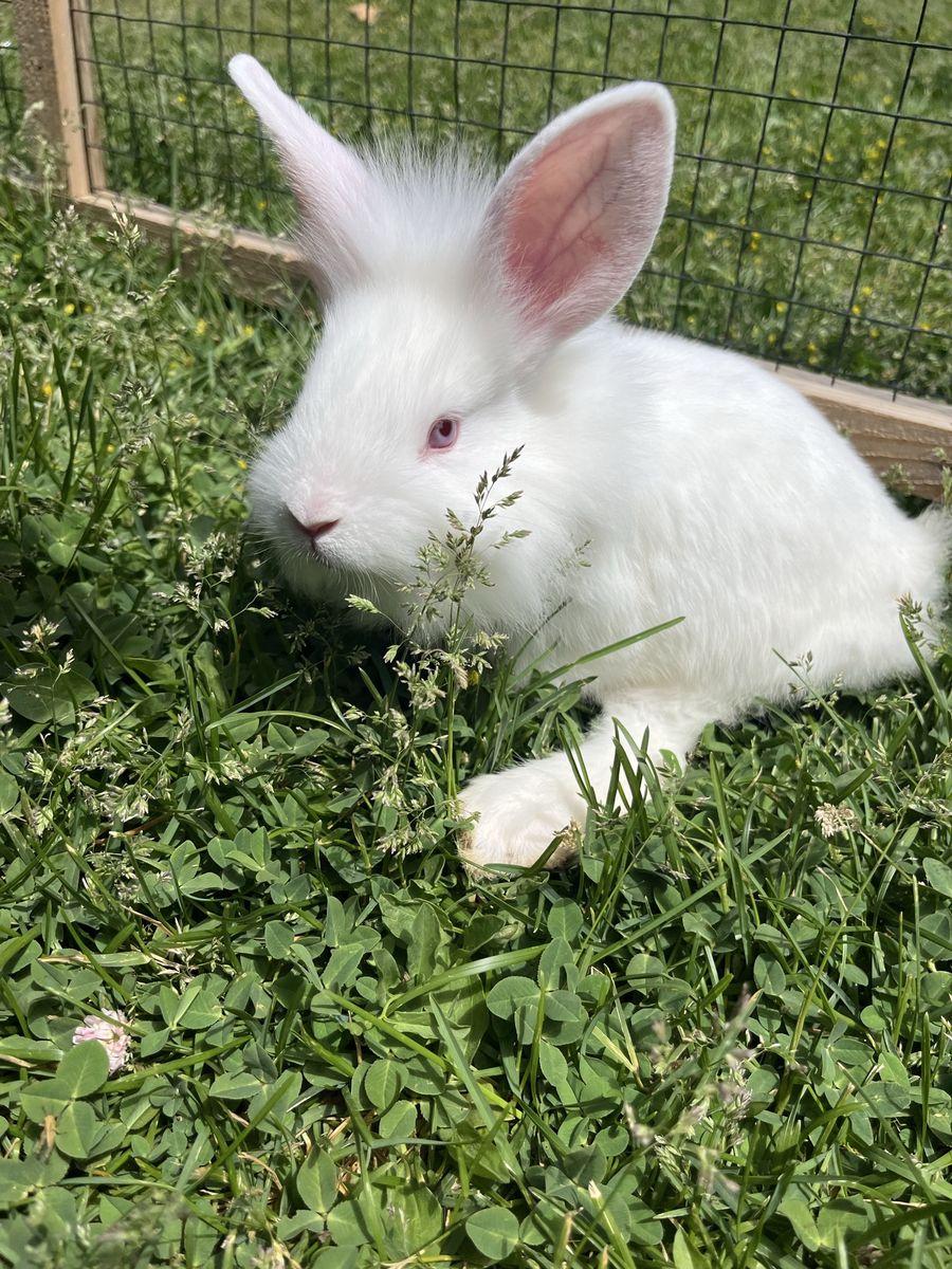6 Week Sweet Handy-cap Bunny