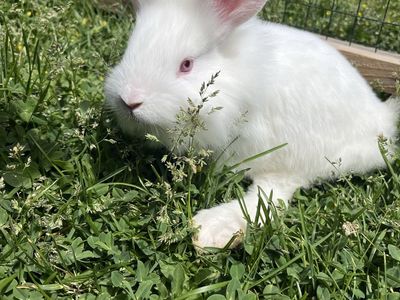 6 Week Sweet Handy-cap Bunny