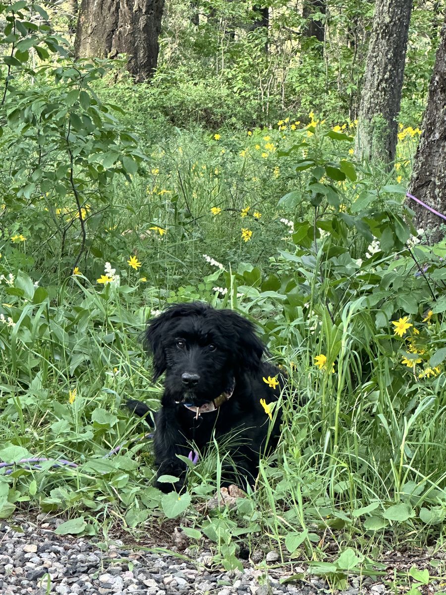 Doodle Puppy