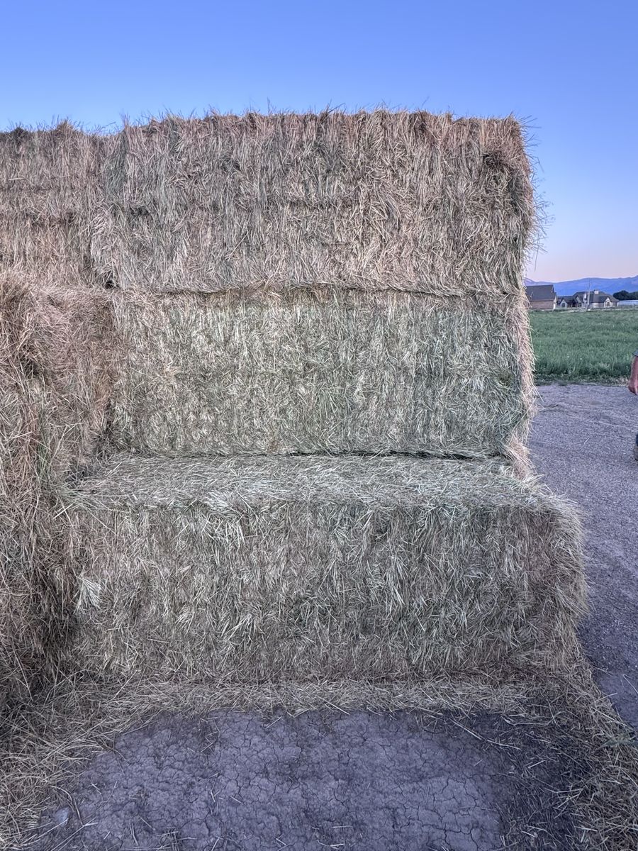 Grass hay