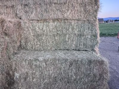 Grass hay
