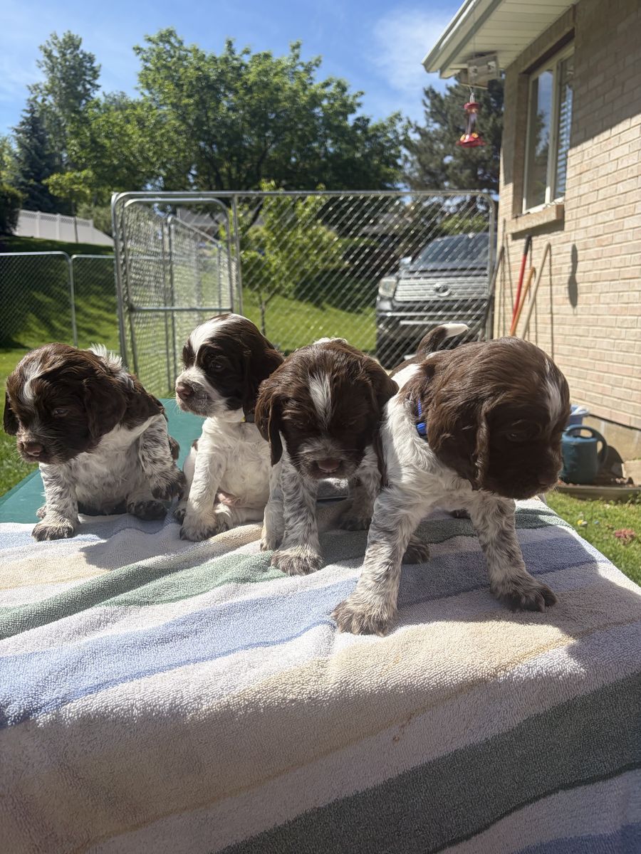 English Springer Spaniel Puppies