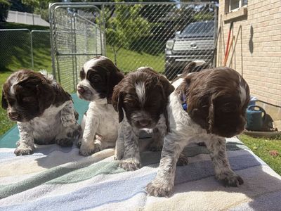 English Springer Spaniel Puppies