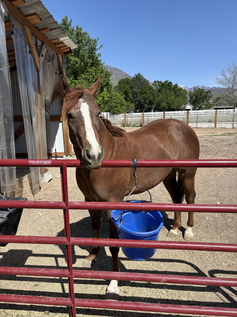 2 year old quarter horse