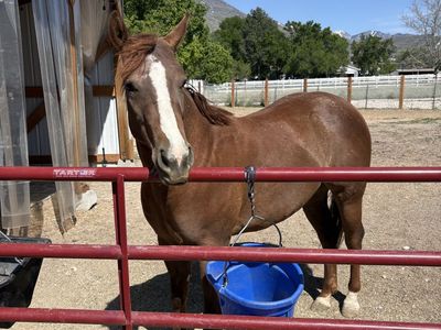 2 year old quarter horse