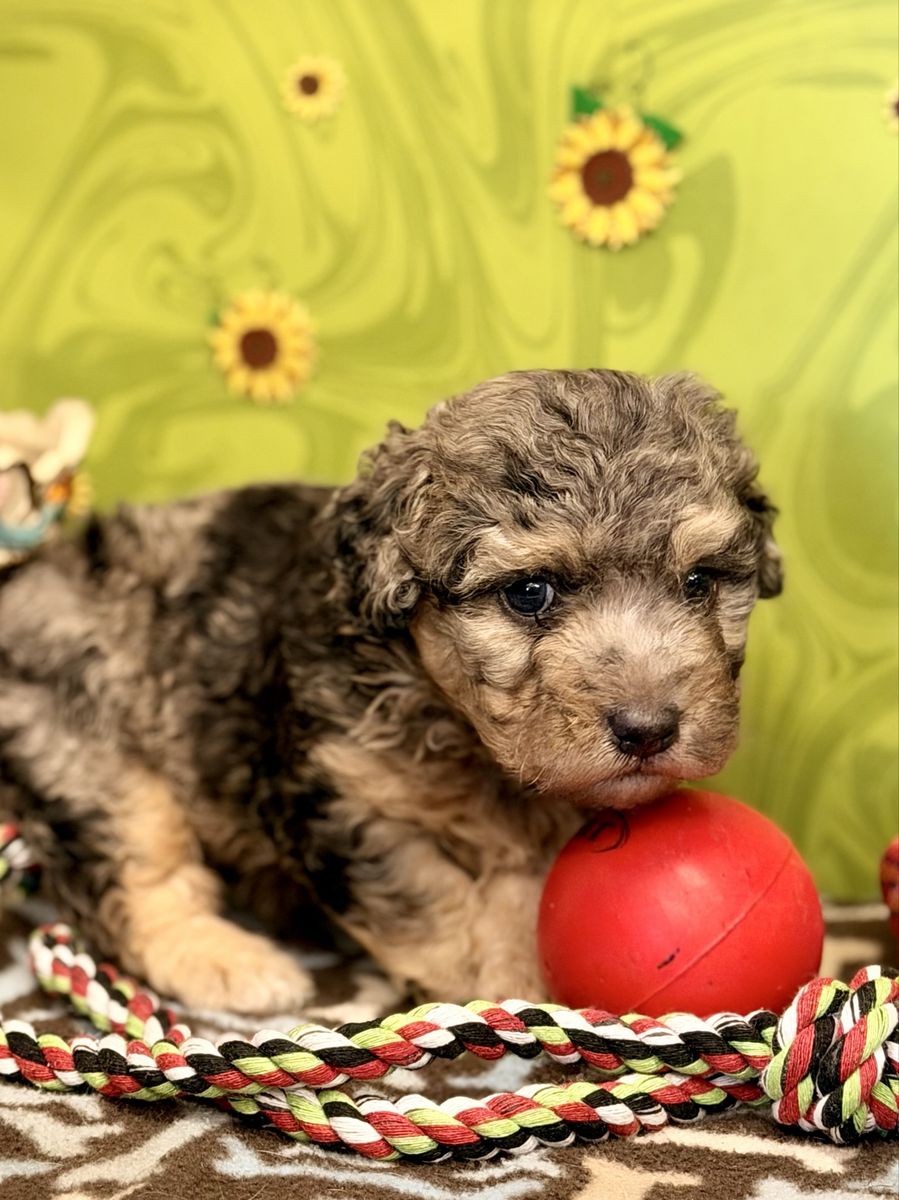 Aussiedoodle and purebred Yorkie puppies 