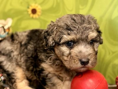 Aussiedoodle and purebred Yorkie puppies