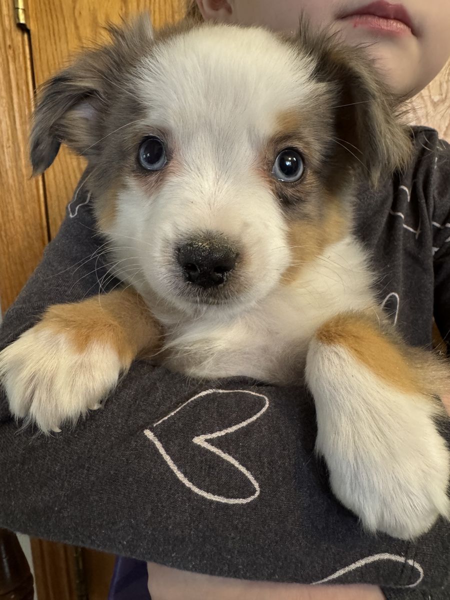 ASDR Toy Aussie Pups Ready For New Homes