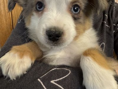 ASDR Toy Aussie Pups Ready For New Homes