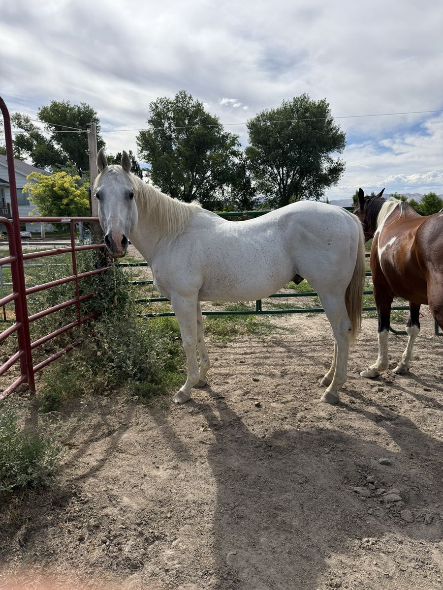 AQHA Smoken Streak - Quarter Horse Stallion