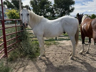 AQHA Smoken Streak - Quarter Horse Stallion
